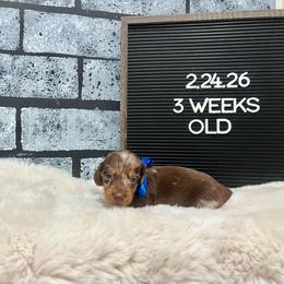 Bullseye - Dapple male Dachshund puppy in Goodyear, Arizona from AZ Low Life Doxies