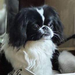 Wilbur - Japanese Chin