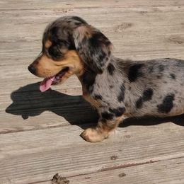 Dachshund All Grown Up from Paulassillydogs