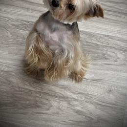 Peluche - Yorkshire Terrier
