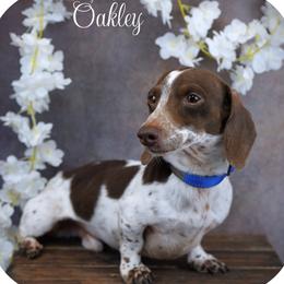 OAKLEY - Dachshund