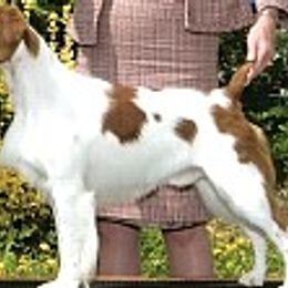 Brittany All Grown Up from Whisper Ridge Kennels
