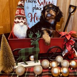 Boy 1 - male Cavalier King Charles Spaniel puppy in Michigan from Phoenix Farm