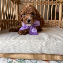 AKC Shadow - Red  male Poodle puppy in Tampa, Florida from The Sweet Life of a Toy Poodle