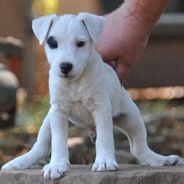 Charlie - Black and white male Jack Russell Terrier puppy in Parks, Arkansas from Ethical Jacks
