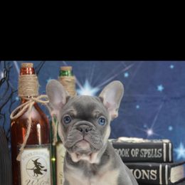 French Bulldog Puppies from Sharp-Noble French Bulldogs