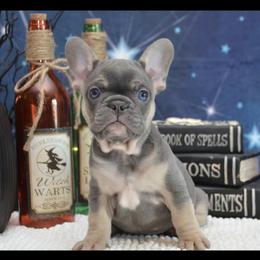 French Bulldog Puppies from Sharp-Noble French Bulldogs