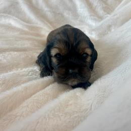 Cocker Spaniel Puppies from Jennifer Dees