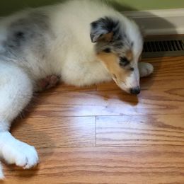 Collie Puppies from High Altitude Collies