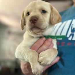 Labrador Retriever Puppies from Okiehuntinboyz Labrador Retrievers