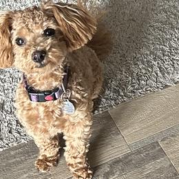 Mae - Maltipoo