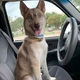 Siberian Husky All Grown Up from Great Warriors