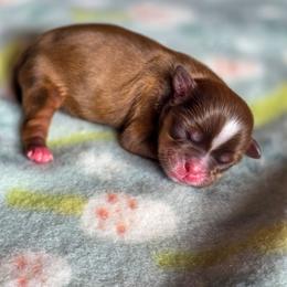 Milly - Yellow Collar - Liver female Shih Tzu puppy in Troy, Ohio from Ever After Tails