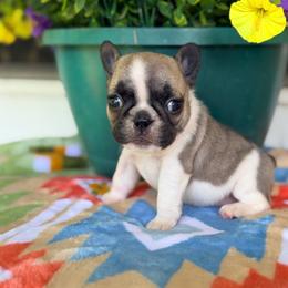 Savannah - Fawn and white female French Bulldog puppy in Washington, Pennsylvania from Crooked Pine French Bulldogs