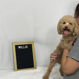 Willis - Poodle