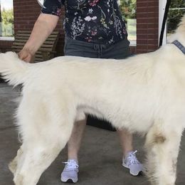 Central Asian Shepherd Dogs and French Bulldogs from Homant's Dogs