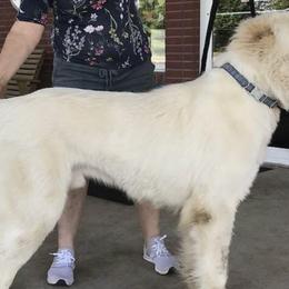 Central Asian Shepherd Dogs and French Bulldogs from Homant's Dogs