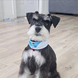Neddick - Black male Miniature Schnauzer puppy in Lehigh Acres, Florida from Regency Schnauzer