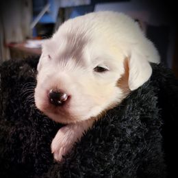 1 of 8 males available..1 st pick reserved - White male Great Pyrenees puppy in Yucaipa, California from Rusty Horse Ranch Great Pyrenees