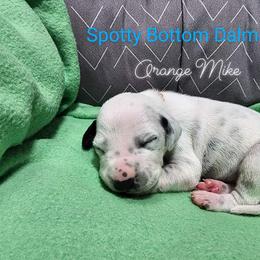 Dalmatian Puppies from Spotty Bottom Dalmatians