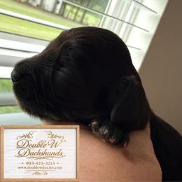 Cotton AKC SILKY WIRE - Black female Dachshund puppy in Alto, Texas from Double W Doxies