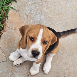 Boy 2 - Black tan and white male Beagle puppy in Greenville, South Carolina from Fairmont Beagles