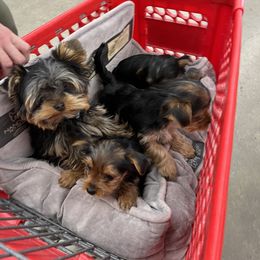 Yorkshire Terrier Puppies from Sharon Gellerman's Yorkshire Terriers
