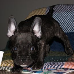 Spud - Black male French Bulldog puppy in Whittier, California from West Coast Bullies & Frenchies