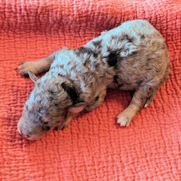 Boy 4 - Blue merle male Bernedoodle puppy in Sparta, Missouri from Sis' Doodles & Poodles