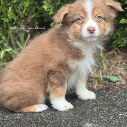 Dove- rtf4 - Red tri-color female Australian Shepherd puppy in Chehalis, Washington from Wandering Acres Ranch