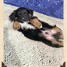 Mini-Aussie Doodle Male 1 - Black male Miniature Australian Shepherd puppy in Pensacola, Florida from TNT MINI AUSSIES