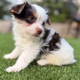 Boy 2 - male Yorkshire Terrier puppy in Jacksonville, Florida from Yorktown Yorkies