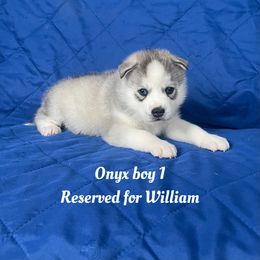 Onyx boy 1 - Gray and white male Siberian Husky puppy in Ocala, Florida from Florida Husky Puppies