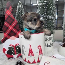 Scooby (Teal) - White male Miniature Schnauzer puppy in Titusville, Florida from Alysha's Grandbabies