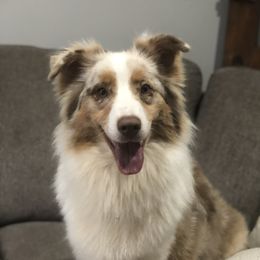 Rory  - Australian Shepherd