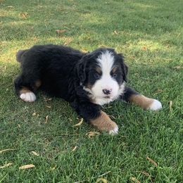Bernese Mountain Dogs from Desert Mountain Dogs