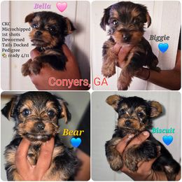 Yorkipoo and Yorkshire Terrier Puppies from Furrever Puppy Co.