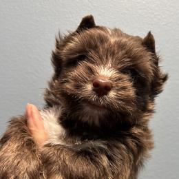Sarge - Chocolate, tan and white male Yorkshire Terrier puppy in Georgia from Berggipfel Yorkies