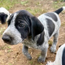 Fiddler - Black roan male German Shorthaired Pointer puppy in Hot Springs, Virginia from Thunder Mountain Gun Dogs