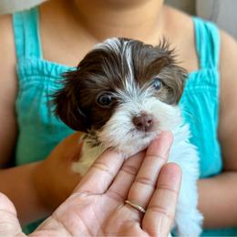 Purple collar (rosie) - Chocolate female Havanese puppy in Englewood, New Jersey from Happy Havanese NJ