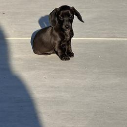 Layla - Black female Dachshund puppy in Paso Robles, California from Nicole's Dachshunds