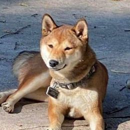 Shiba Inu from Sutton's Shiba Inus