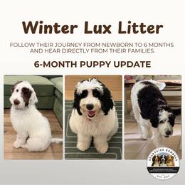 Aussiedoodle, English Springer Spaniel, and Springerdoodle Puppies from Storyside Kennels