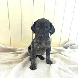 Millie - Liver roan female German Shorthaired Pointer puppy in Ohio from Eric and Michelle's GSP