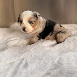 Girl 1 - Blue merle female Miniature Australian Shepherd puppy in Dayton, Washington from Rafter 22 Aussies