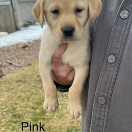 Labrador Retriever Puppies from Dutson Labs