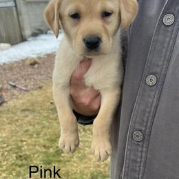 Labrador Retriever Puppies from Dutson Labs