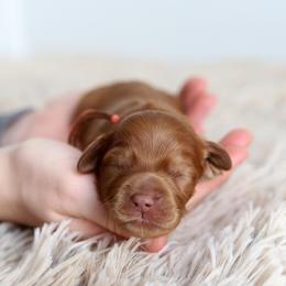 Orange - Caramel red male Australian Labradoodle puppy in Williamstown, New York from Lewis Manor Labradoodles