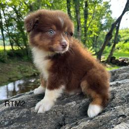 AKC Boy - Red tri-color male Australian Shepherd puppy in Copperhill, Tennessee from Tuff Country Farm