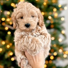 Autumn - Goldendoodle puppy from Skyridge Doodles